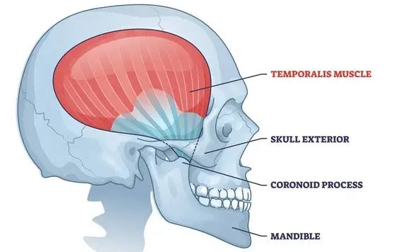 fungsi otot temporalis berperan dalam pengunyahan makanan, menjaga postur kepala yang baik, dan membantu dalam berbicara.