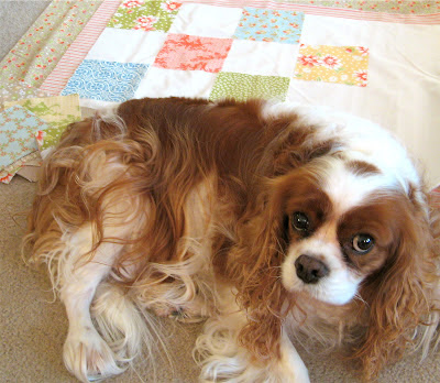 A dog and her quilt