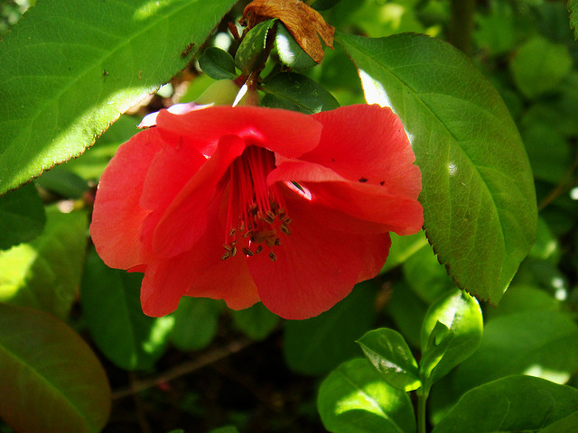  Garden Flowers 1