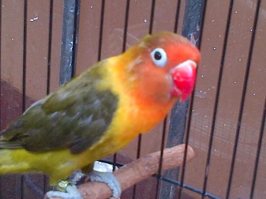 Om Hoby: Update Daftar Harga Burung Lovebird 2014
