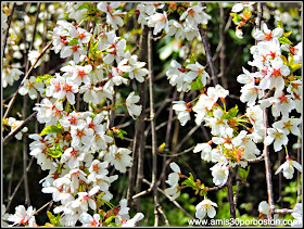 Primavera 2014: Flores