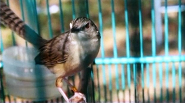 Cara Perawatan ciblek Tangkapan Hutan