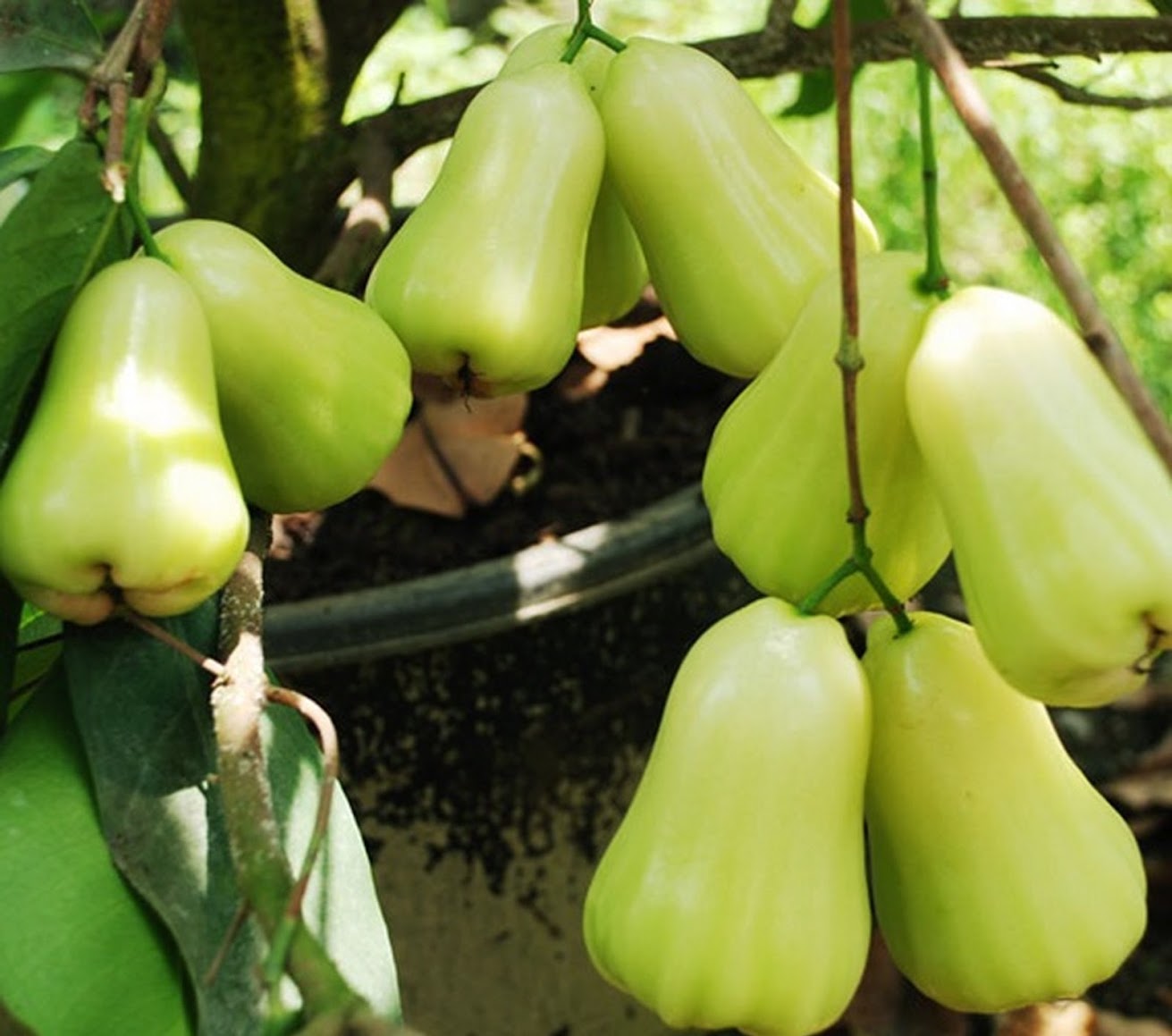 pohon jambu air madu deli hijau supplier tanaman Langsa