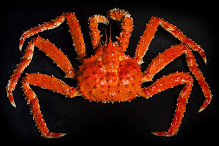  Red King Crab