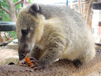 coati diet