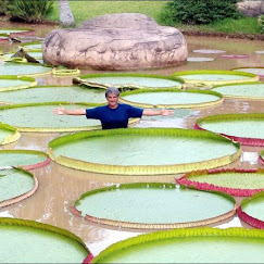 Victoria Amazonica, Teratai Terbesar di Dunia