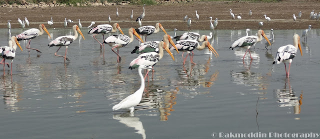 Migrated bird watching at Bhigwan kumbargaon - Simply amazing experience