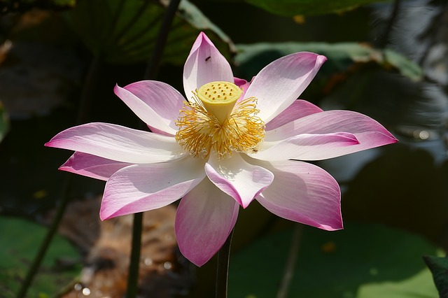 Gambar Bunga Lotus