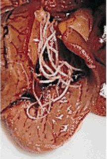 Gambar Cacing Jantung (Dirofilaria Immitis)