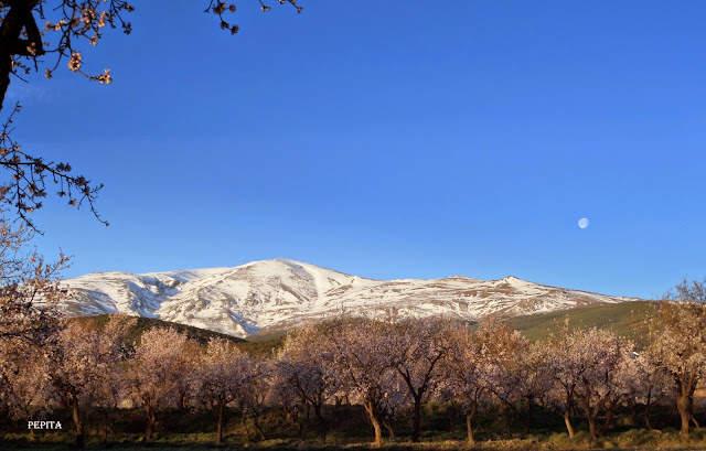 Almendros de Lanteira