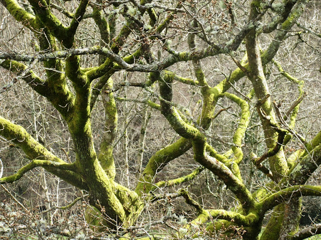 Tree branches with moss and lichen