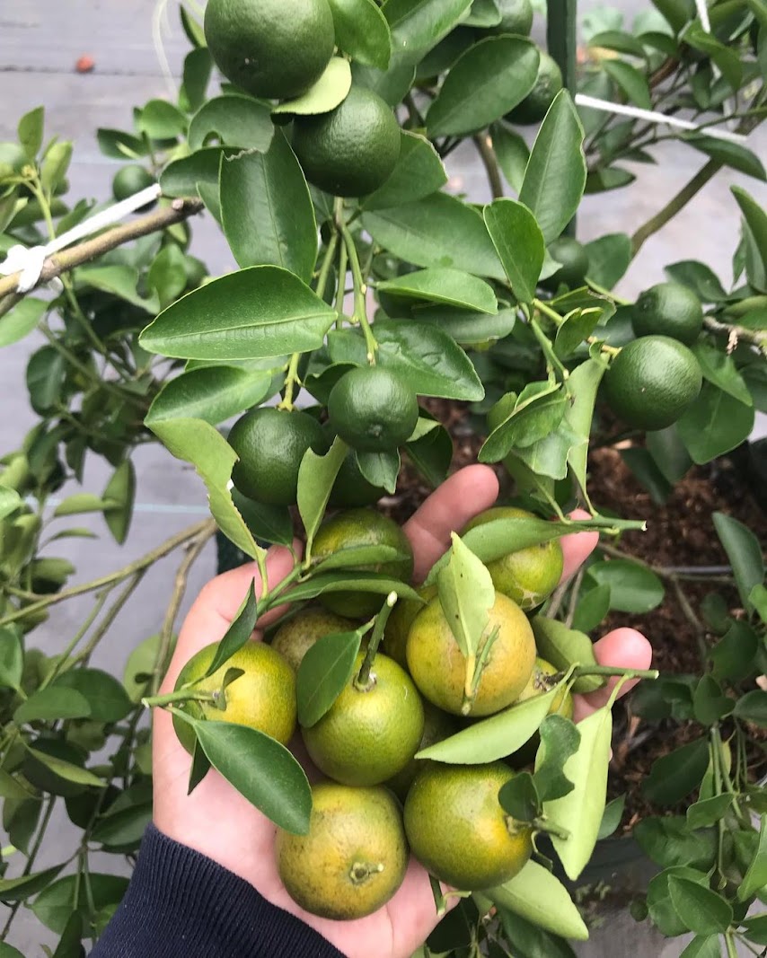 jeruk kolomonde di pekanbaru