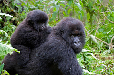 WHAT MAKES A GORILLA TREKKING SAFARI IN RWANDA SO INTERESTING?