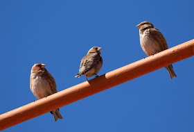 African Crimson-winged Finch - Oukaïmeden, Morocco