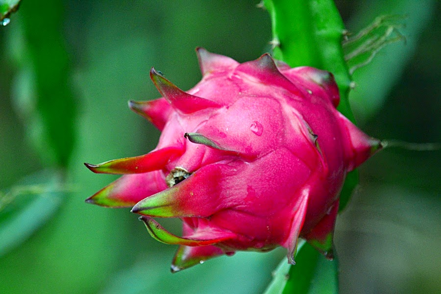 raja buah, buah naga