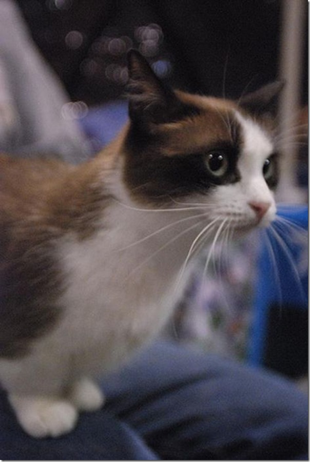 Gatinhos fofinhos (9)