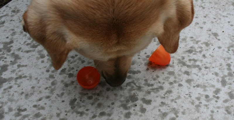 the top of cabana's head as she eats the piece of kibble, one half of the orange egg on either side of her head, the cement patio is dotted wet with raindrops