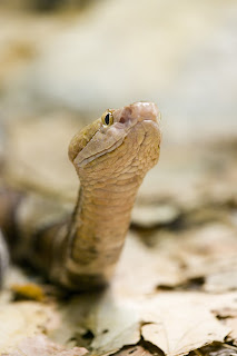 Closeup of Rattlesnake