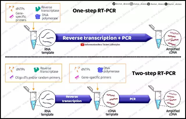 RT-PCR: Definition, Theory, Types, Steps, and Applications
