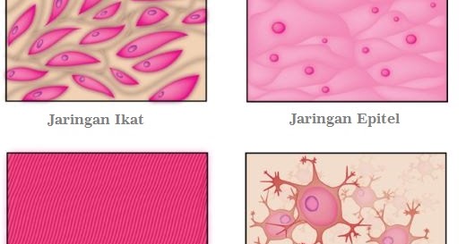  Rangkuman  Jaringan  pada Hewan  Dunia Biologi