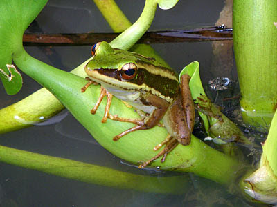 Common greenback frog (Rana erythraea)