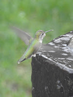 Green hummingbird at a fountain's edge.