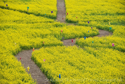 釜山大渚生態公園油菜花田