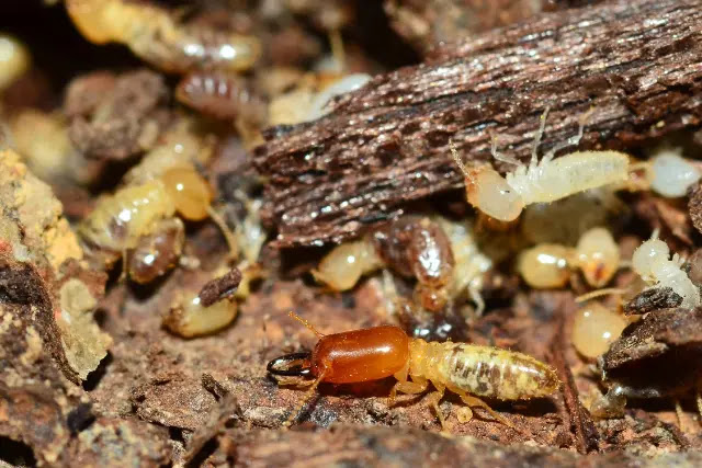 do-termites-eat-cedar-2