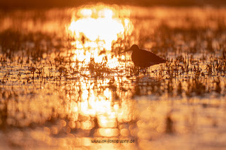 Wildlifefotografie Uferschnepfe Ochsenmoor Olaf Kerber