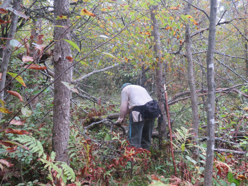 trail work