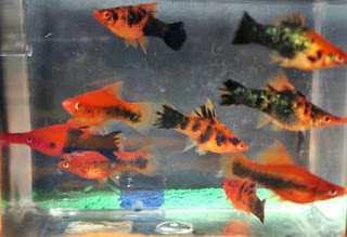 Ikan Hias Swordtail