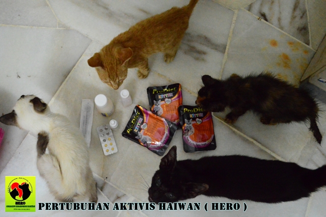 Kucing Dari Pusat Kurungan Haiwan DBKL Bakal Mendapat 