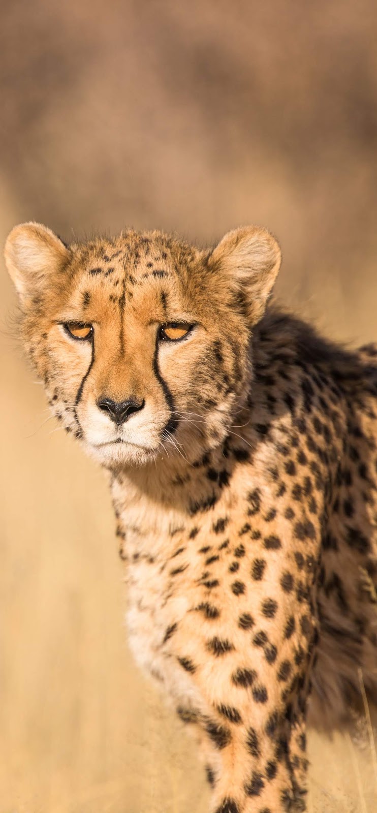 Photo of a cheetah.