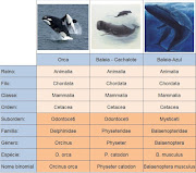 . das Orcas comparando com uma Baleia Cachalote e uma Baleia Azul.