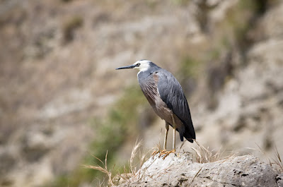 White-faced heron