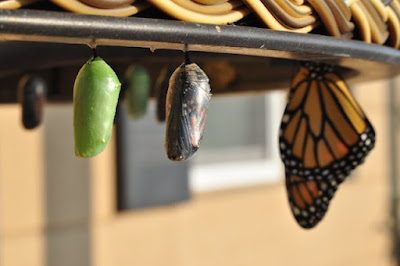 Casulos e borboleta