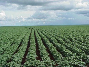 cottonmarketnews_cotton1_047_640x480