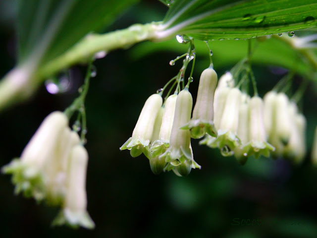 Polygonatum falcatum