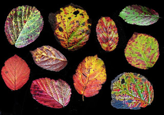 Leaves in all colors by Phil Barnett.