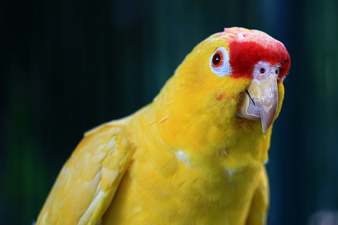 Download All Wallpapers: Yellow Parrots