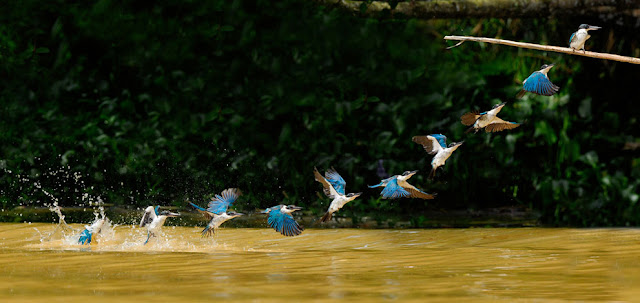 Nature Beauty Birds Flying