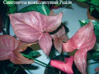 Pink Syngonium for decorating terrariums