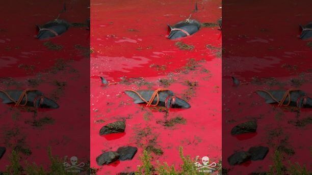 Shocking Pictures Show Mass Slaughter Of Dolphins And Whales In The Faroe Islands