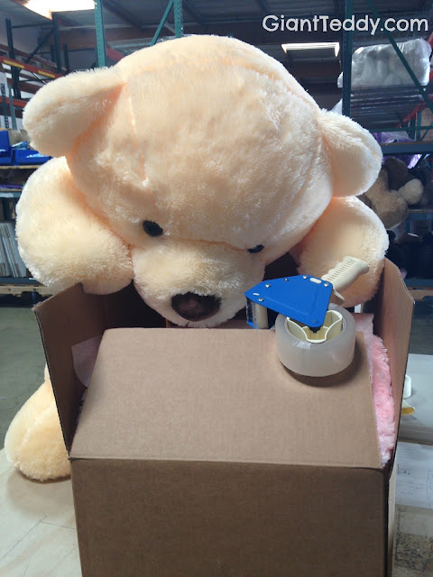 Tape can be a work hazard when you are a giant fluffy teddy bear...Cozy Cuddles in our Shipping Dept
