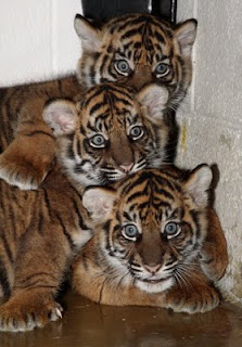 Tiger Cubs