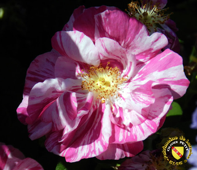 VILLERS-LES-NANCY (54) - La roseraie du Jardin botanique du Montet - Rosa gallica versicolor