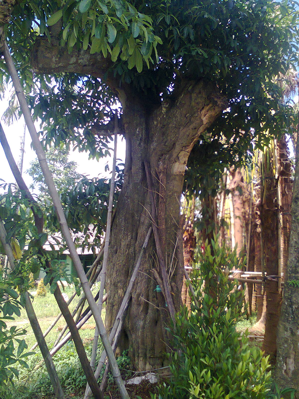 Ubay Landscape PULE Pohon Raksasa Peneduh
