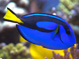 Blue Tang Fish