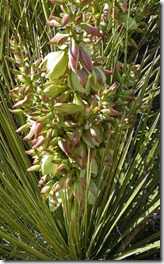 Desert Flowers