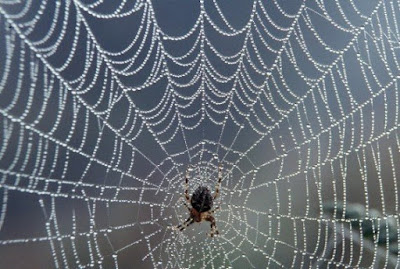 spider-and-web-570x383.jpg